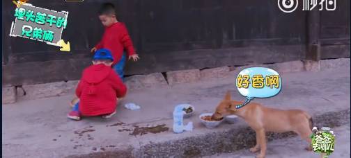 《爸爸去哪兒4》9年未解之謎破案<strong></p>
<p>宏鑫機(jī)械設(shè)備有限公司
</strong>！沙溢承認(rèn)吃了狗吃過的面：發(fā)燒三天:宏鑫機(jī)械設(shè)備有限公司
