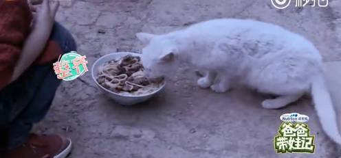 《爸爸去哪兒4》9年未解之謎破案<strong></p>
<p>宏鑫機(jī)械設(shè)備有限公司
</strong>！沙溢承認(rèn)吃了狗吃過的面：發(fā)燒三天:宏鑫機(jī)械設(shè)備有限公司
