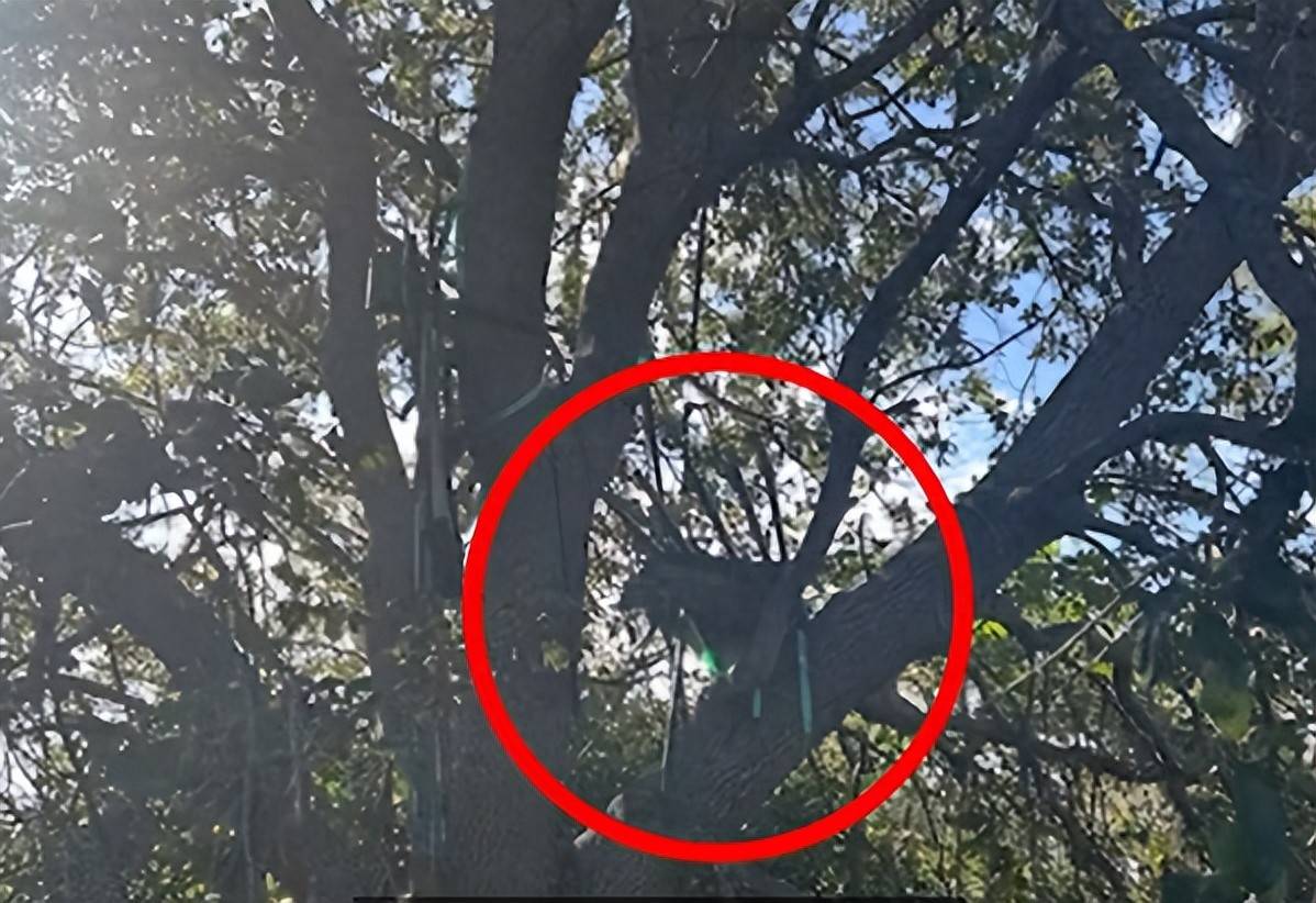 特朗普險遭暗殺！特勤局的一個新發(fā)現(xiàn)<strong></p>
<p>宏鑫機械設備有限公司
</strong>，讓特朗普深深后怕，登機速度比平時快:宏鑫機械設備有限公司
