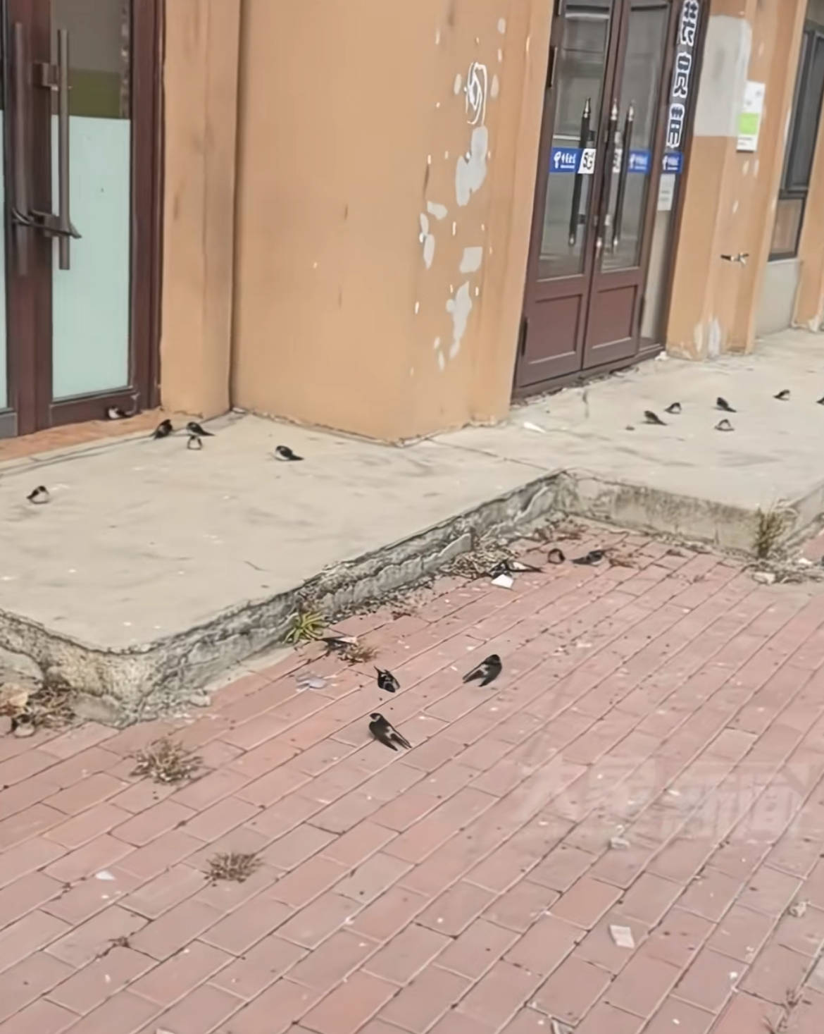 黑龍江五常上百只燕子滯留沒南飛凍死不少<strong></p>
<p>宏鑫機(jī)械設(shè)備有限公司
</strong>，當(dāng)?shù)亓植菥郑鹤匀滑F(xiàn)象，氣溫驟降燕崽沒扛住:宏鑫機(jī)械設(shè)備有限公司
