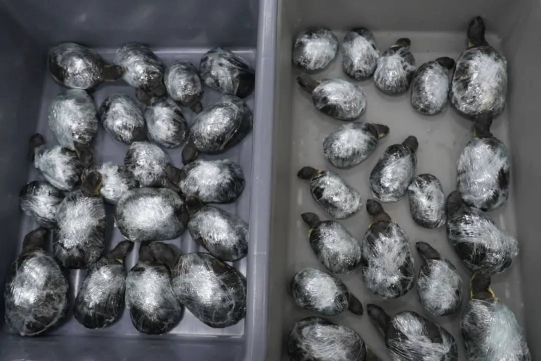 2名女子步伐僵硬<strong></p>
<p>宏鑫機(jī)械設(shè)備有限公司
</strong>，竟然在緊身褲內(nèi)藏了68只活體龜！:宏鑫機(jī)械設(shè)備有限公司
