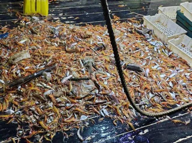 涉案3萬多斤<strong></p>
<p>宏鑫機械設(shè)備有限公司
</strong>！廣西海洋部門查獲非法捕撈大型漁船！:宏鑫機械設(shè)備有限公司
