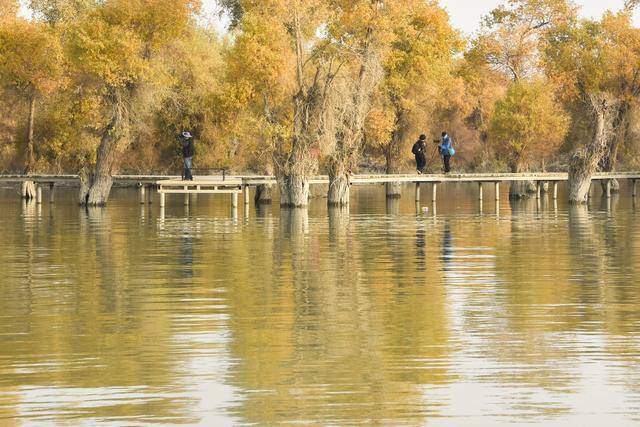 新疆胡楊引客來:宏鑫機械設(shè)備有限公司
